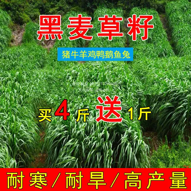 Зимняя трава 70, семена ржи для крупного рогатого скота, овец, свиней, кур, уток, гусей и рыбы; высокоурожайные, морозостойкие семена кормовых культур для всех сезонов.