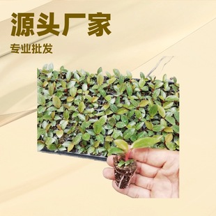 �҃��^�~�Gֲ�t��荼t����G�q�M����Ȥζ����С�����ļ����G���B