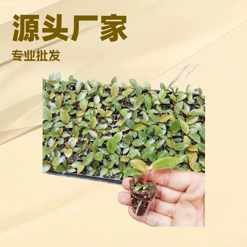 Комнатные растения, красный золотой алмаз, растения-микрокультуры красного алмазного потово, забавные маленькие растения в горшках для рабочего стола, вечнозеленые круглый год, простые в уходе.