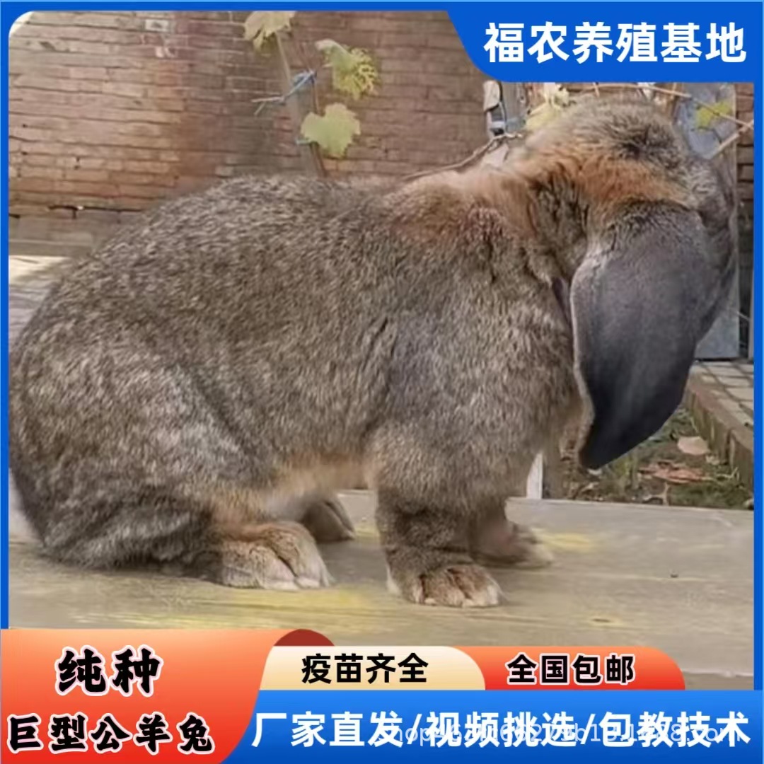 巨型公羊兔养殖基地