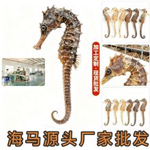 品溯源码海马水产干货海货煲汤泡酒中药材精选海马养殖