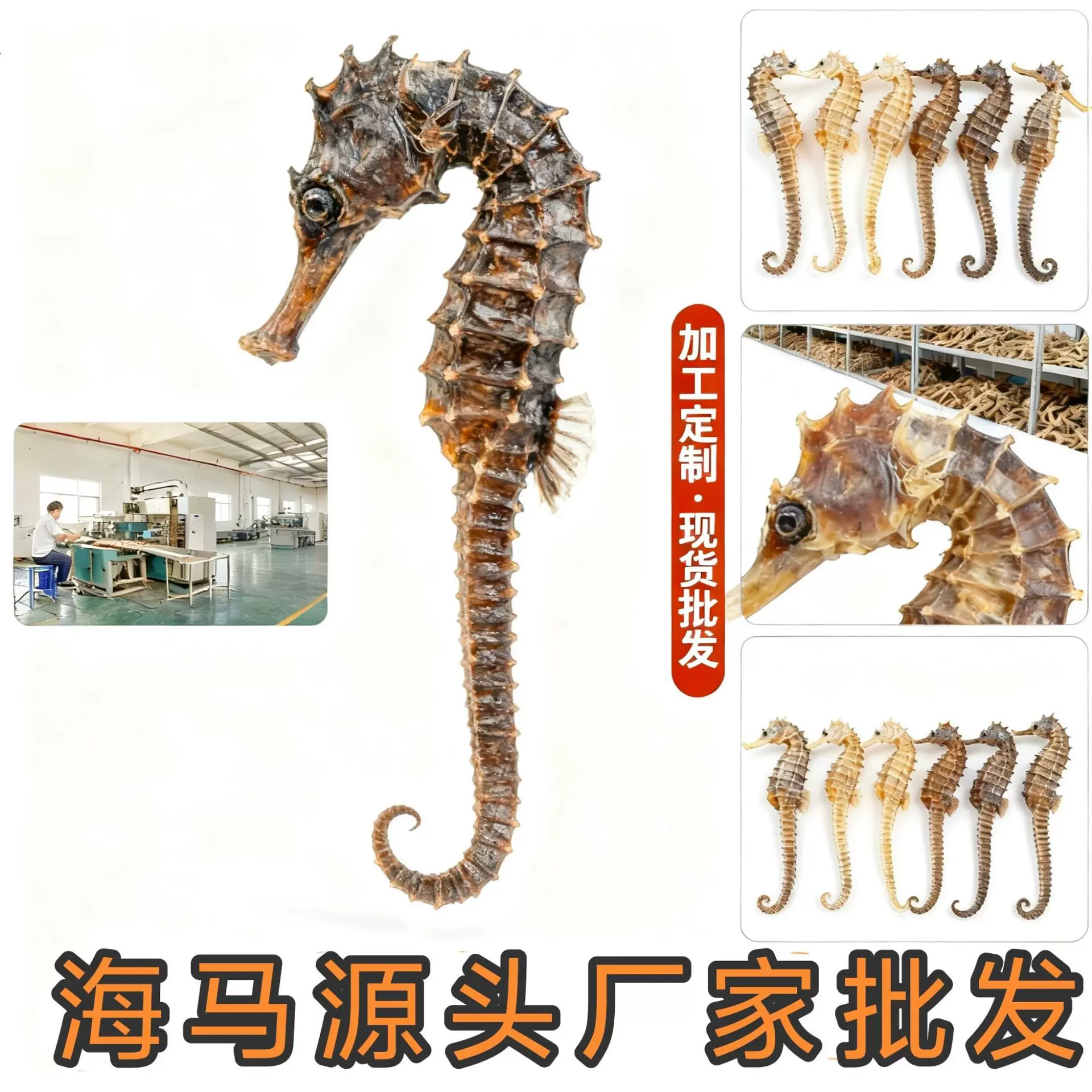 品溯源码海马水产干货海货煲汤泡酒中药材精选海马养殖