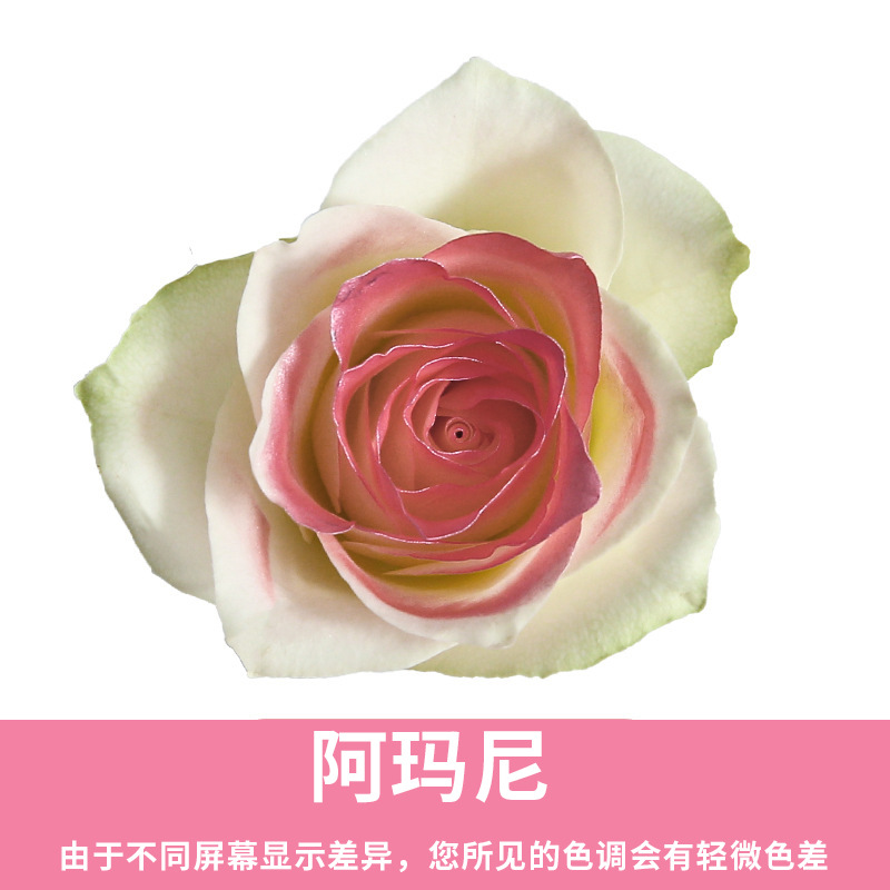 450ml agente de color de aerosol de flores al por mayor pintura en aerosol de secado rápido agente de teñido de rosas de color aerosol de color perlado floristería