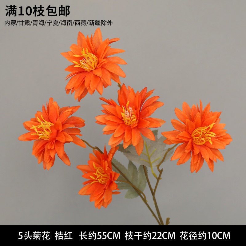 5头菊花-桔红