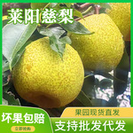 山东莱阳梨整箱8斤大果莱阳慈梨礼盒装应季新鲜水果批发一件代发