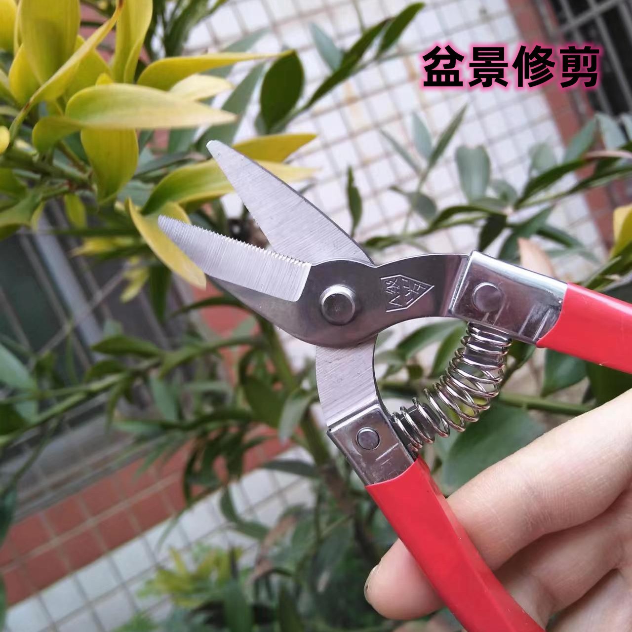 Ciseaux dentés Luo Xiaohong de qualité A 15 cm