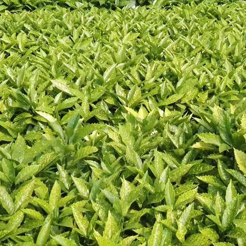 ����ɺ��4