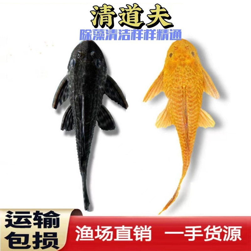 Tropical cleaner fish, fish that eat fish waste, leopard-patterned fish, golden moss, ornamental fish, and tools for cleaning up fish waste Tropical cleaner fish, fish that eat fish waste, leopard-patterned fish, golden moss, ornamental fish, and tools for cleaning up fish waste