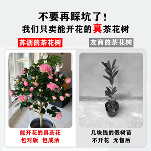 �軨�����ļ��������������׻��ļ�ɽ�軨������������B�ͺ��Gֲ