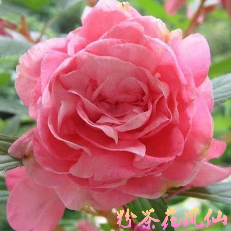 [Семена Impatiens] Камелия с двумя лепестками Impatiens Семена хны цветут круглый год