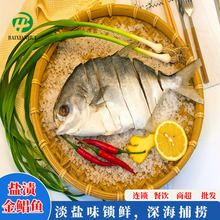 海鲜活鱼盐渍金鲳鱼拉花金昌鱼海鱼金锠鱼海鲜水产鲜活商用批发