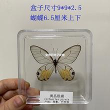 曉紅書曉曉推薦真蝴蝶標本拍照攝影道具科普教學小擺件真蝴蝶標本