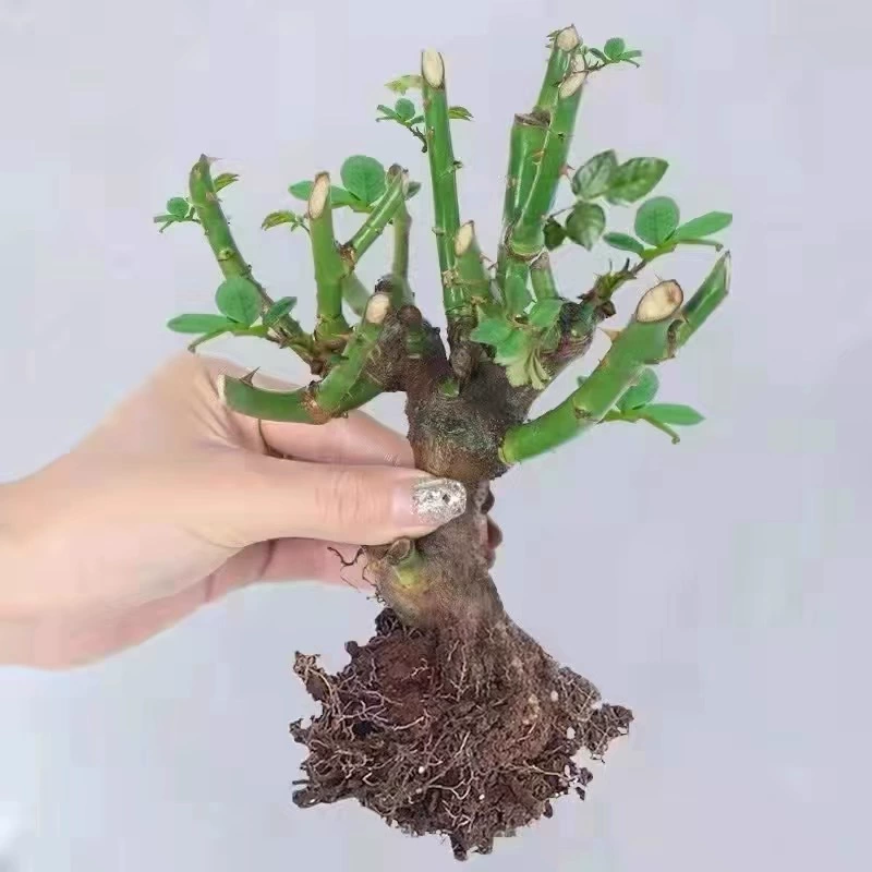 Предпочтительные розовые саженцы Юньнани Куньмин, старые пни, большие цветы, сильный аромат, цветение в любое время года, горшечные растения на балконе, розы, которые легко выращивать и легко жить.