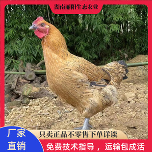 �������_���u�����С�u�̻��w�൰�u���r����B��ɽ���u�׻���B