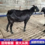 常年种公羊
