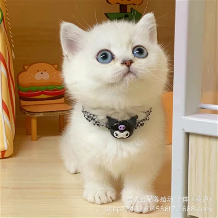 Градиентный котенок живет, британский короткошерстный золотой градиентный котенок живет, длинношерстный голубой золотой градиентный короткошерстный котенок живет, кошка