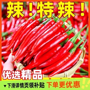 С���������r5�����lС�׽����콷����������Ƥ���t����ָ�콷