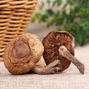 �|���L��ɽҰ���Ģ��500g��؛С�u���㹽�^�ؼ���؛�o��Ģ�����]