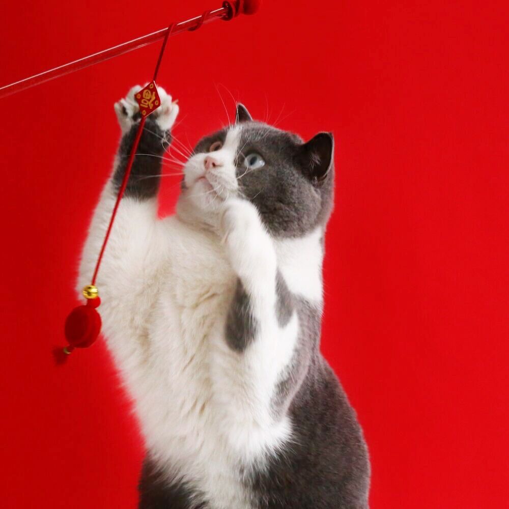 Mascota gato mi Año Nuevo bordado fu carácter borla linterna divertido gato palo de sonido Campana de Entrenamiento Interactivo Auto-Hola JUGUETE varilla