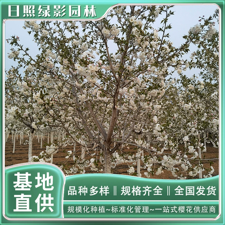 Bai Miao Рассада саженца вишни База 2 см Bai Miao Рынок цен на рассаду вишни