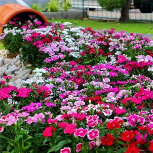 ���ʯ�񻨷N�њWʯ����ǻ��N�ļ��ͺ����Բ�ƺ��������ʯ��N��