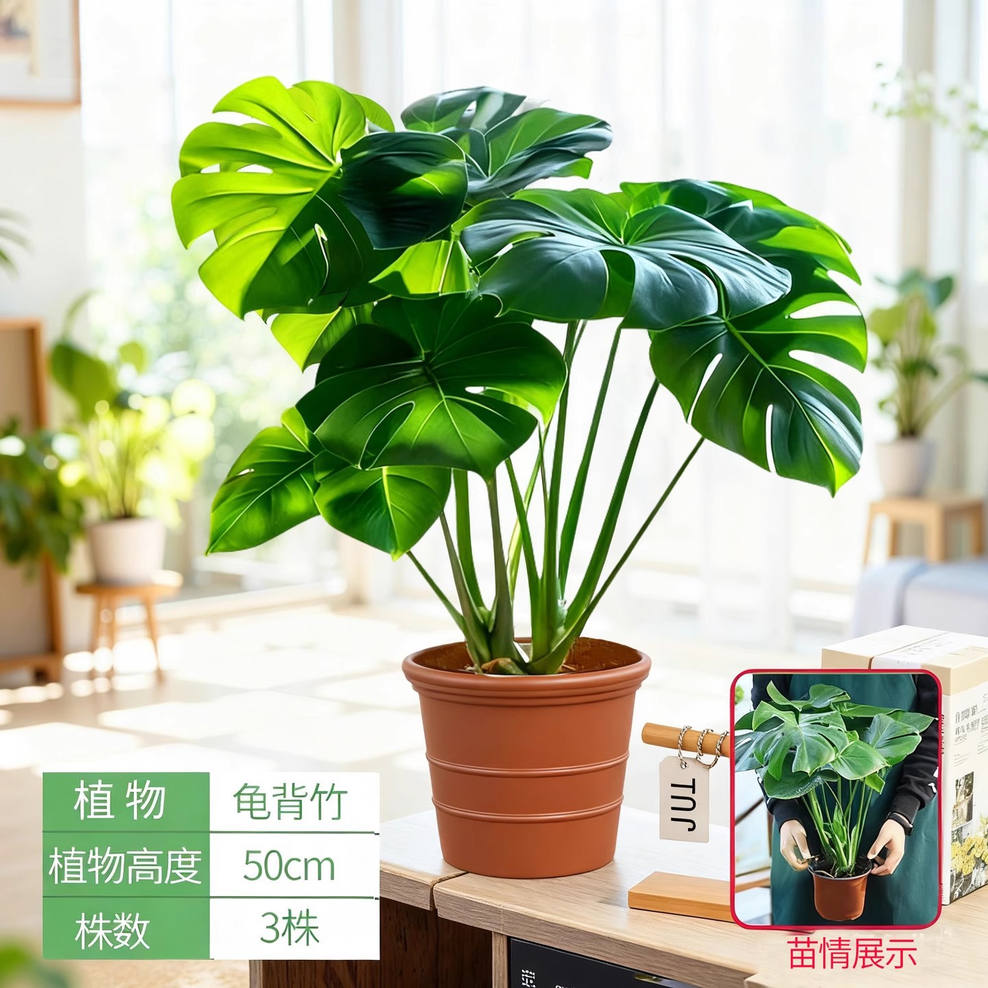 Monstera deliciosa [height about 50cm] + imitation pottery flower pot