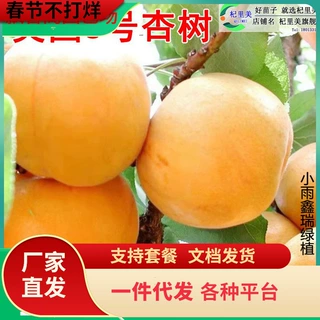 一件代发美国八号杏树新品种嫁接特大脆甜早熟大黄杏树苗庭院种植