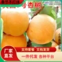 美国种植特大早熟杏树