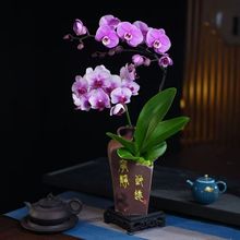 创意新款家用办公室蝴蝶兰大口径悬崖桩专用盆透气紫砂兰花盆陶瓷