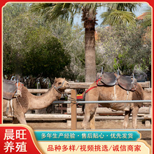 湖北衡阳骆驼养殖双峰骆驼圈养散养合适一只成年大骆驼要多少钱