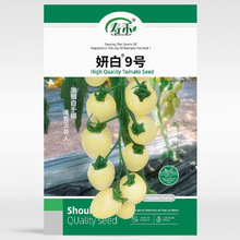 妍白9号白色千禧小番茄种子种籽孑苗秧圣女果西黑柿果苗秧苗籽种