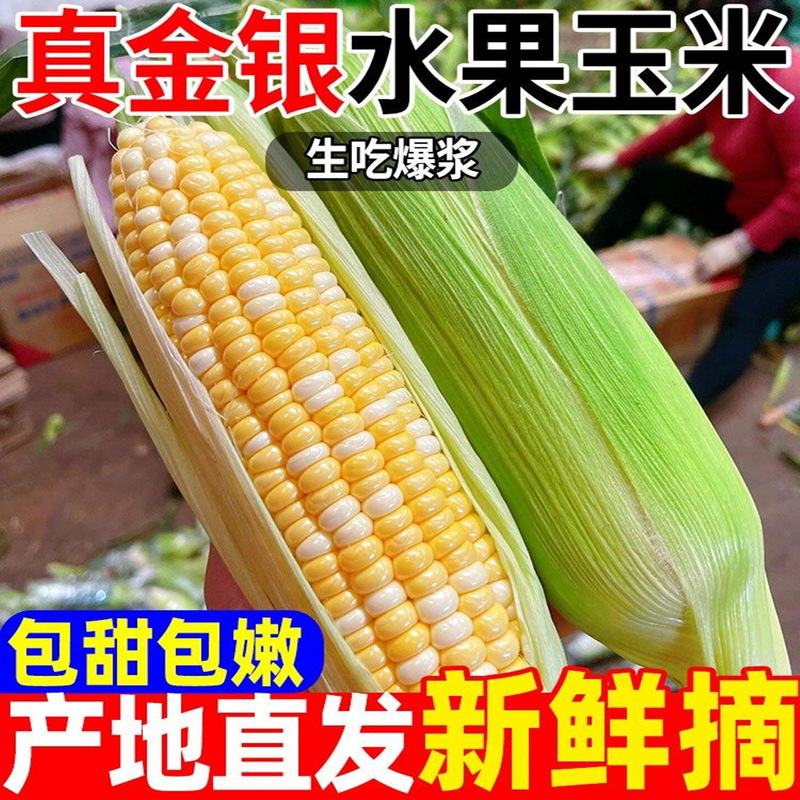 Yunnan Golden Silver Fruit Corn Fresh Tender Corn 4.5kg Seasonal Freshly Picked Low-Fat Meal Replacement Vegetables for Pregnant Women Yunnan Golden Silver Fruit Corn Fresh Tender Corn 4.5kg Seasonal Freshly Picked Low-Fat Meal Replacement Vegetables for Pregnant Women