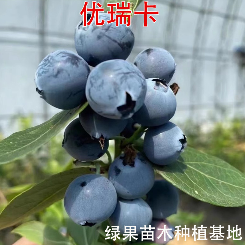 盆栽蓝莓小苗 优瑞卡蓝莓苗 当年挂果蓝莓树苗优瑞卡蓝莓蓝莓树苗