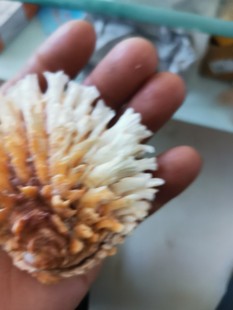Natural Sea Snail Shells for Home Decoration, Fish Tank Landscaping, Specimen Collection, and Ornaments