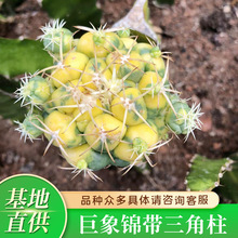 �����\�������������\ �����\������\�����\���������ֱ�l