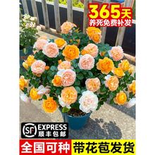 ��֭�̨�¼����Զ༾�_����õ���r���������̨�Nޱ��������ֲ��