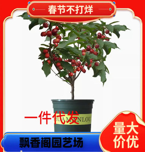 Russian No. 8 Cherry Saplings, Russian No. 8 Cherry Saplings, Purple Fragrant Cherries, Large Cherries That Bear Fruit in the Same Year