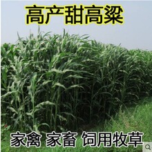 牧草种子的饲用草多年生饲料大力士畜牧喂羊饲用种籽推荐甜高粱无