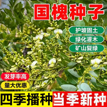新采国槐种子速生国槐树种子黄花槐红花槐刺槐种子紫穗槐刺槐树籽