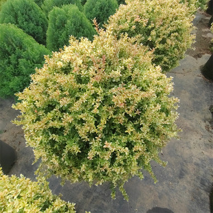 һ�����lС����^�~ֲ��С�~��ɫ����ľ��N�ļ����໨��ֲ��