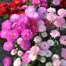 ɫǹշNѻNӲʺջѻNļN_׻B