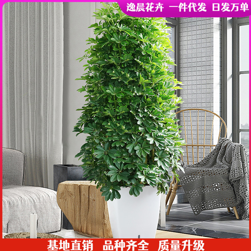 Money Tree with Seven-Leaf Aralia, Fortune Tree, Large Green Plant Bonsai for Office or Living Room