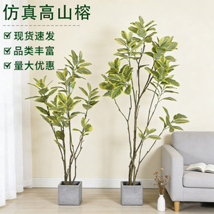 �����S߅��ɽ��������Ƥ��͏d�k���һ���ֲ���҃ȴ��;Gֲ����