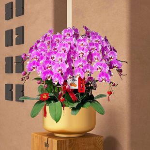 40�ڏ������m�����y���������W�Fˇ���軨���Gֲ���滨����ʽ�[��