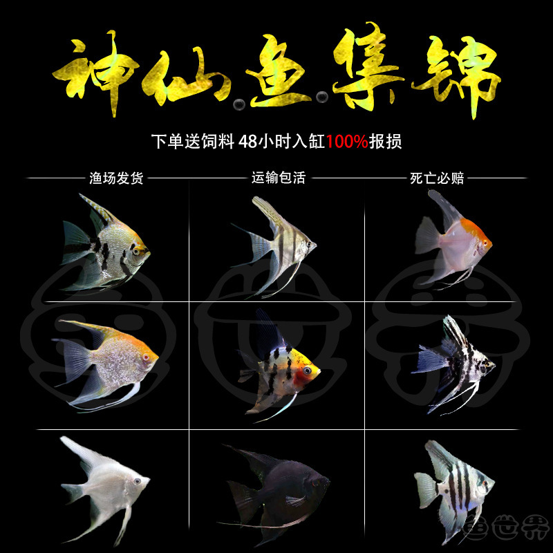 Peruvian Colorful Angelfish Live Ornamental Fish Swallow Fish Peruvian Red-Headed Glass Ink Swallow Small Fish Fry Package Free Shipping