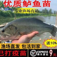 半斤加州鲈鱼苗可食用大口黑鲈路亚凶猛肉食淡水鳜鱼苗特大养殖小