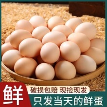 ɢ�B�r�u�����ﵰ50ö�I�B��Ͳ��u���������ӵ����l���l�����