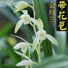 兰花苗带花苞浓香型建兰墨兰春兰盆栽四季兰植物名贵兰草