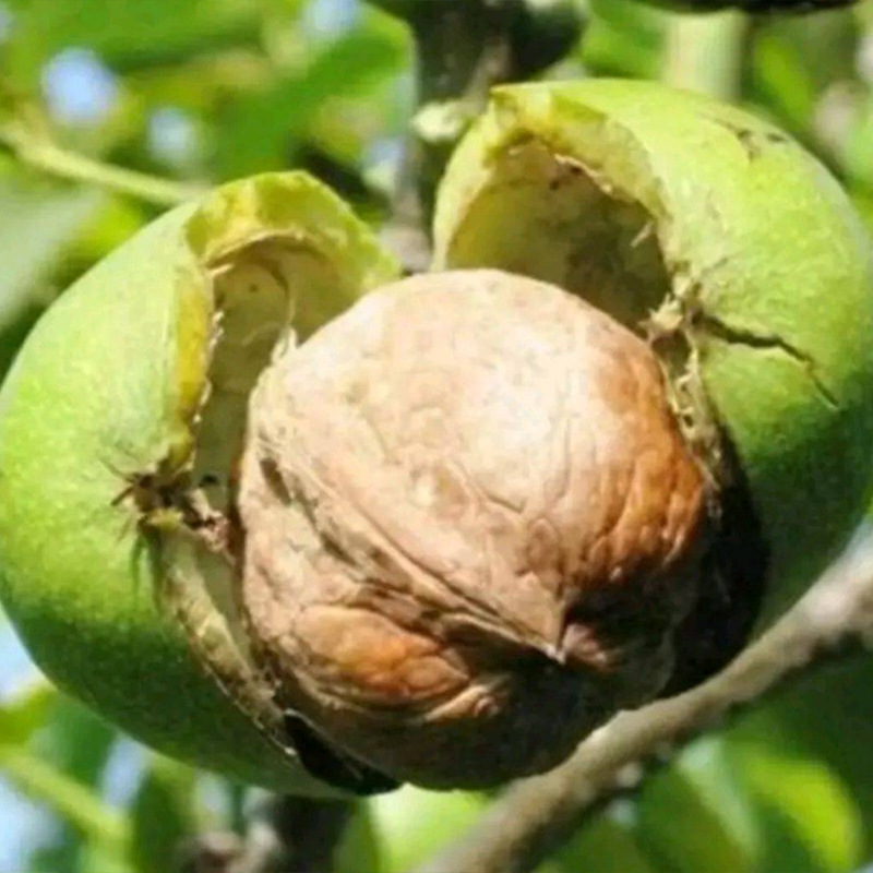 基地直售核桃苗 皮薄肉多品种多样香玲核桃 量大优惠品质保障