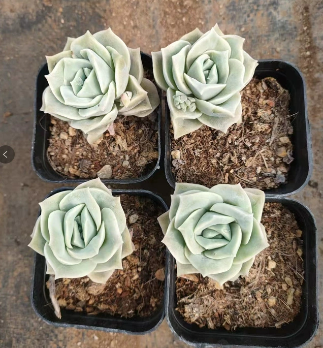 Милая роза с одной головкой с двойной головкой и тремя головками Красивое мясистое растение 5-10 см